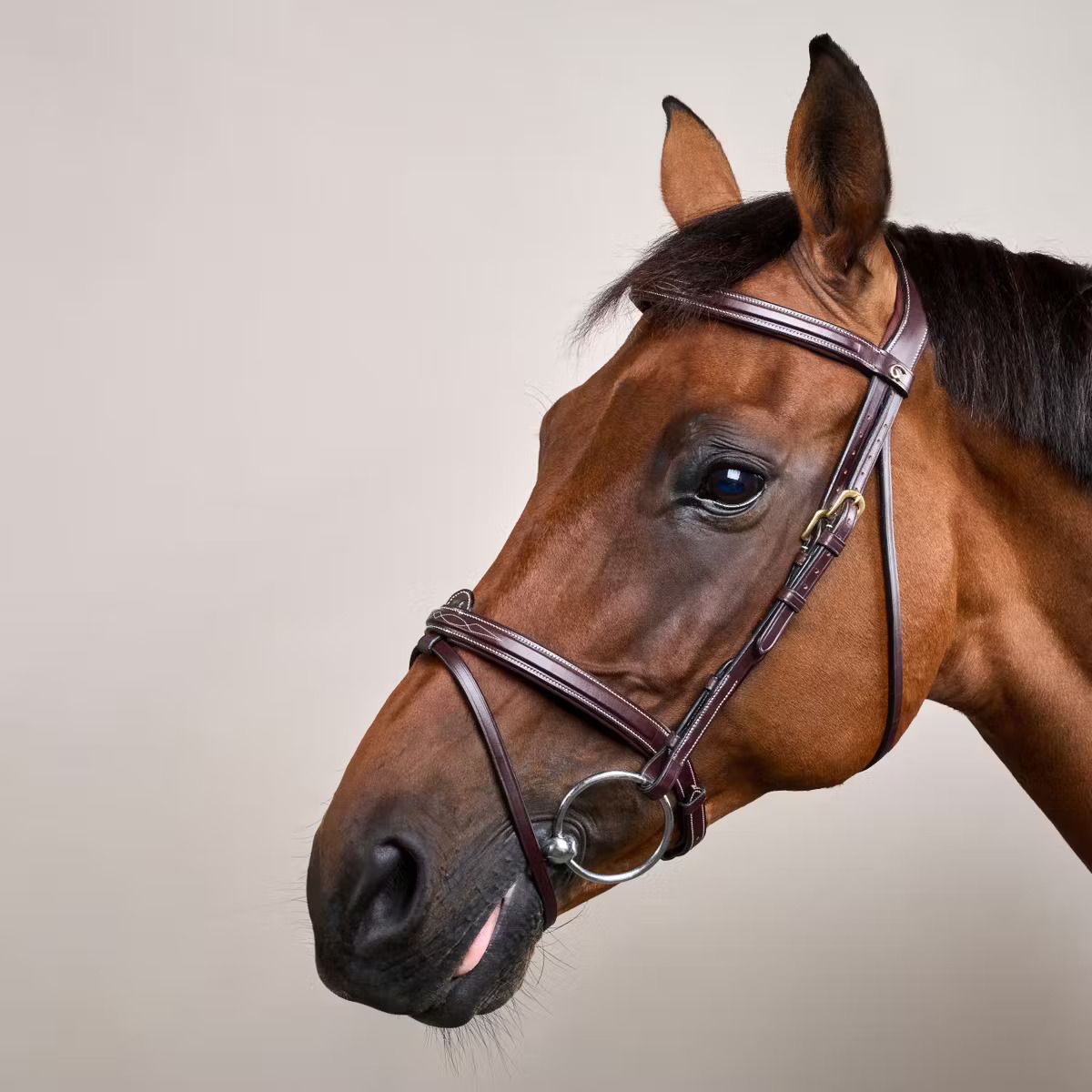 DY&#39;ON - D Collection Flash Noseband Bridle, Color: Brun, Size: Cob