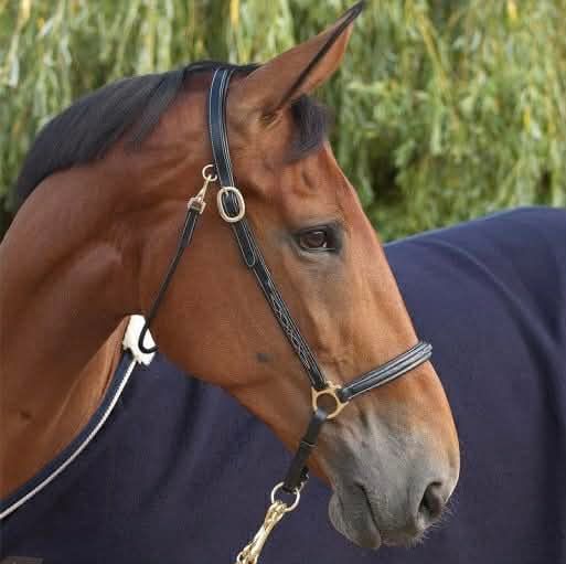 DY&#39;ON - Black Grooming Halter, Size: Full