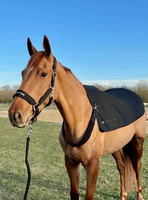 BACK ON TRACK - Back warmer