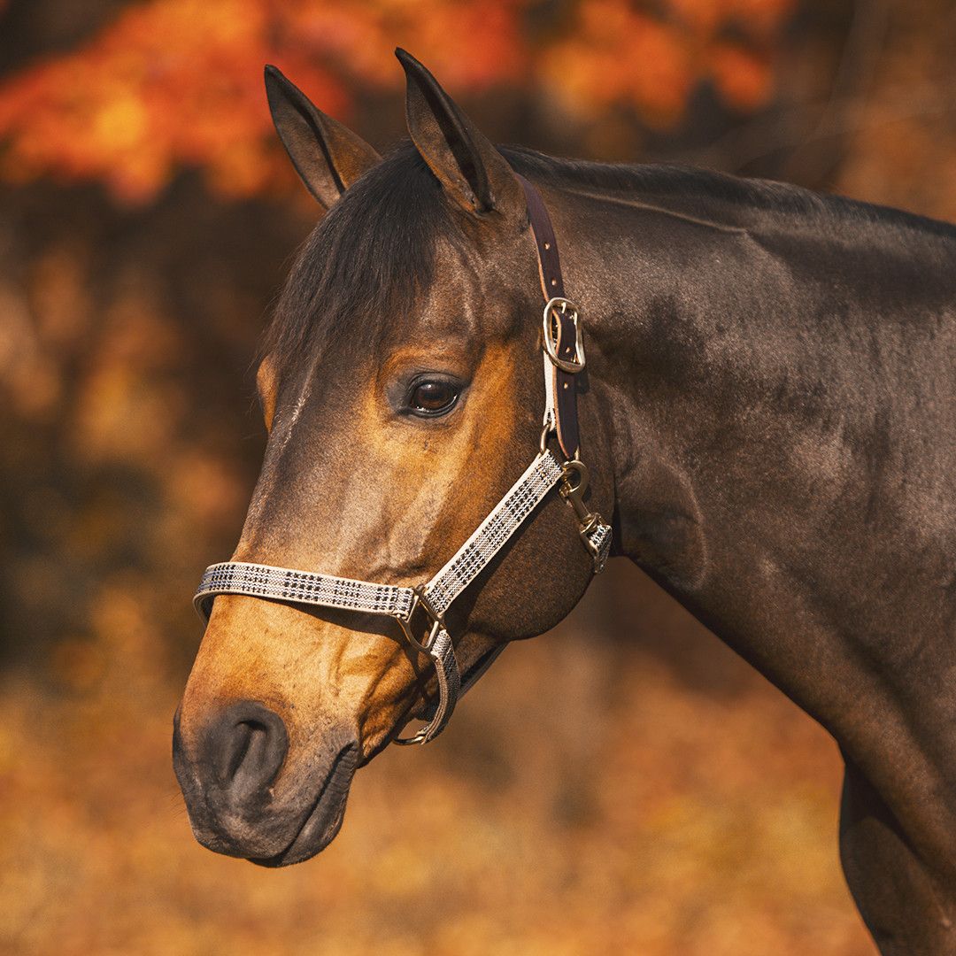 5/A BAKER - Breakaway Nylon Halter with Full Leather Crown