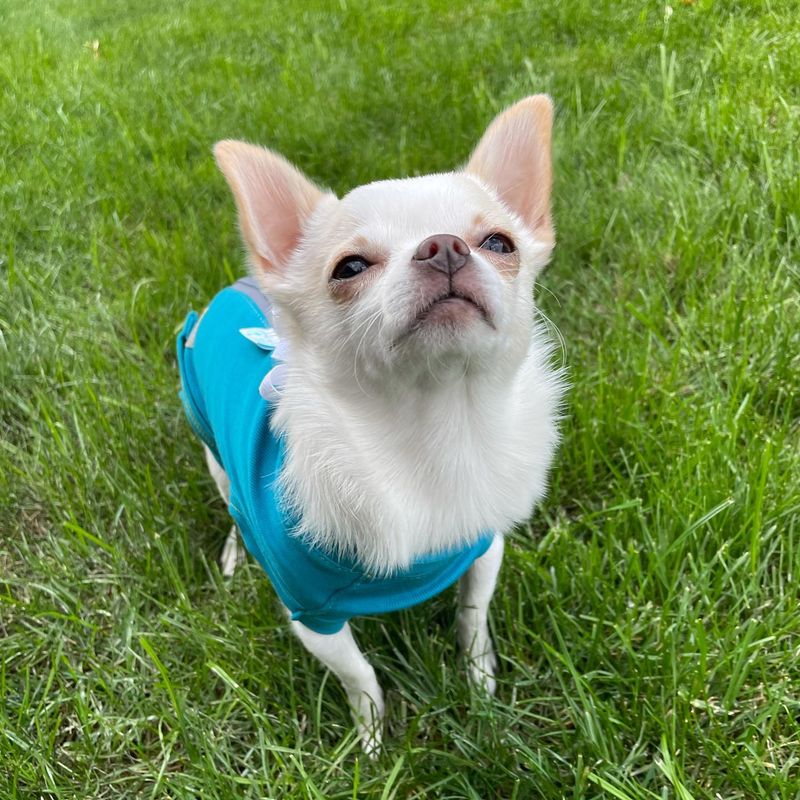 VET MED WEAR - Recovery Suit / After Surgery Pet Clothing