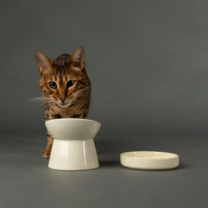 SCRUFFS - Icon Saucer Cat Bowl