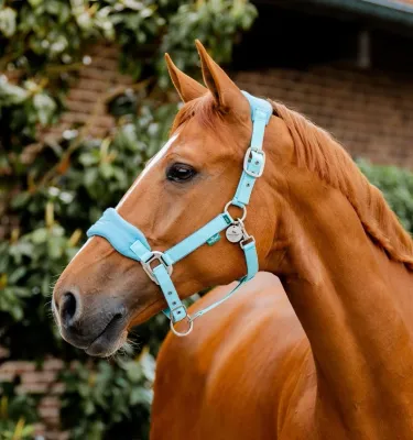 HORSEWARE - Blue Haze Signature Grooming Headcollar