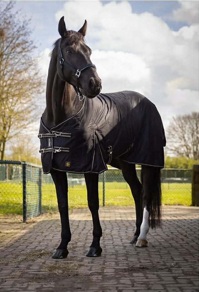 BR EQUESTRIAN - BR Rug Classic Cotton Black, Size: 72"