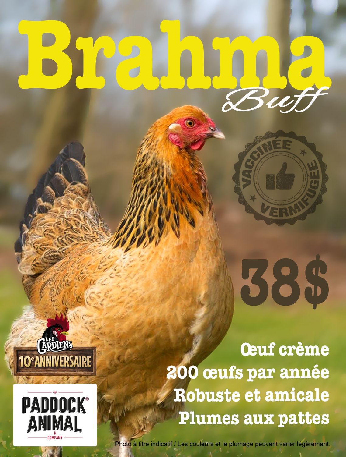 FERME ALTERNATIVE - Buff Brahma Laying Hen