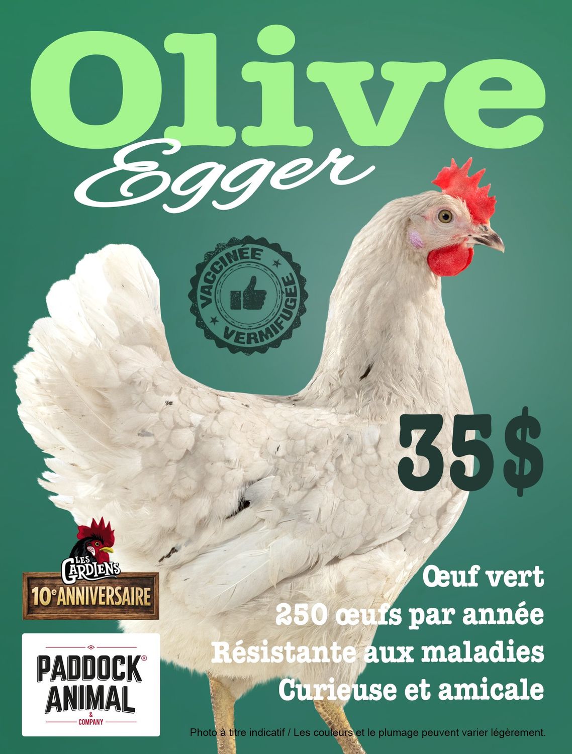 FERME ALTERNATIVE - Olive Egger Laying Hen