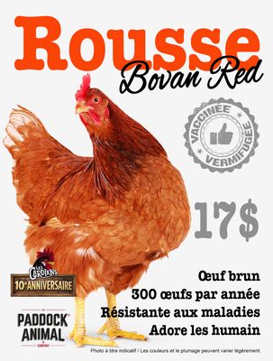 FERME ALTERNATIVE - Red Bovans Laying Hen