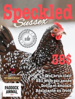 FERME ALTERNATIVE - Speckled Sussex Laying Hen