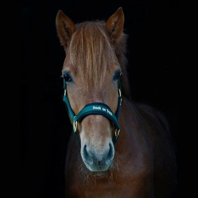 BACK ON TRACK - PP Werano Hunter Green Halter