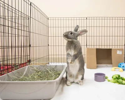 Housing &amp; Accessories