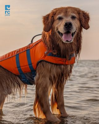 Life Vest