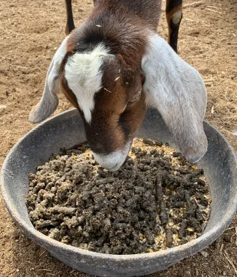 Feeders &amp; Drinkers