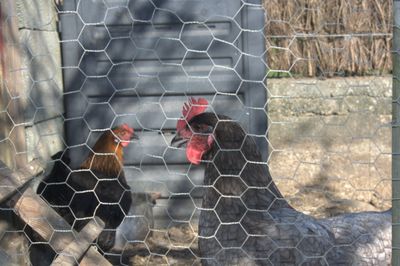 Chicken coop &amp; Pen