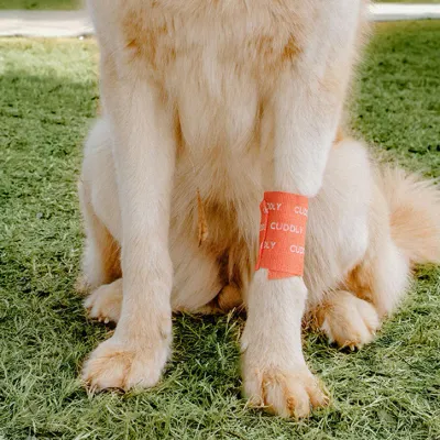 Disinfectant/Care/Minor wounds