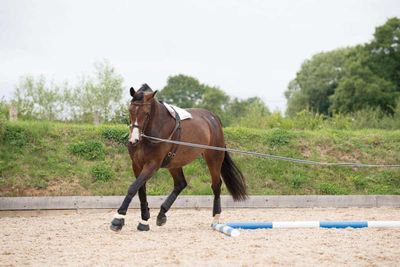Lunging and groundwork