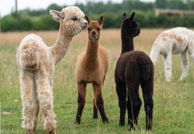 Camelids