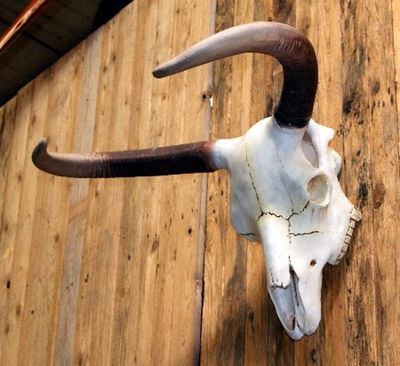Cow Skulls