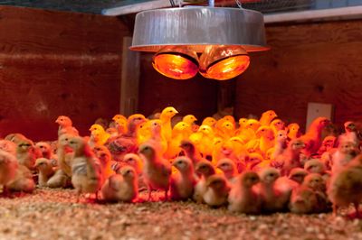 Bulb &amp; Heating Panel