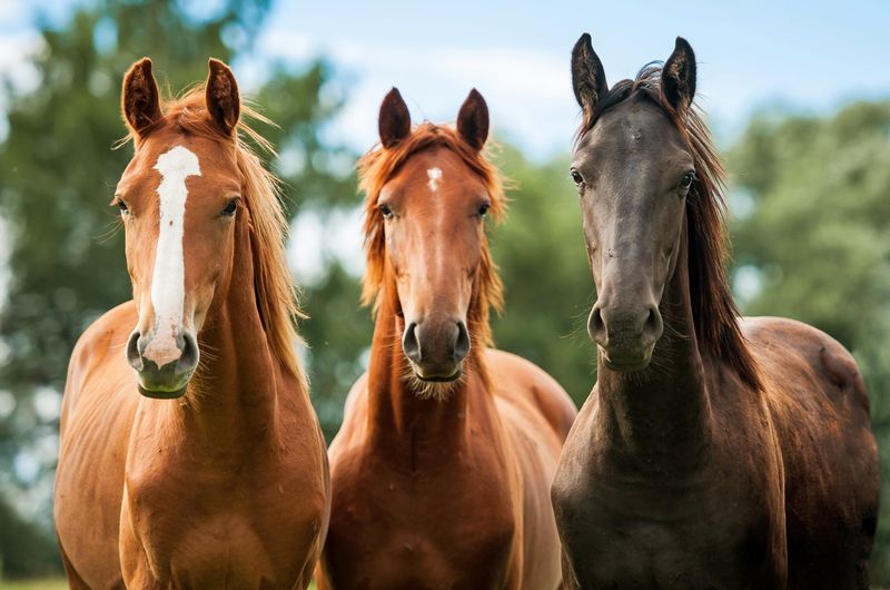 3 Chevaux Rouges Chevaux