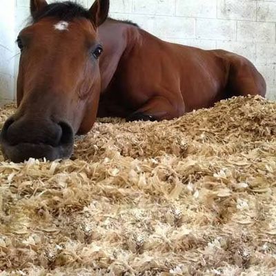 Horse Litter