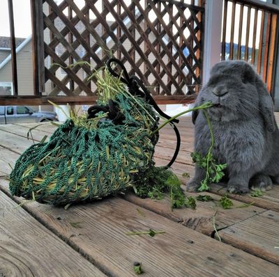 Toys &amp; Interaction