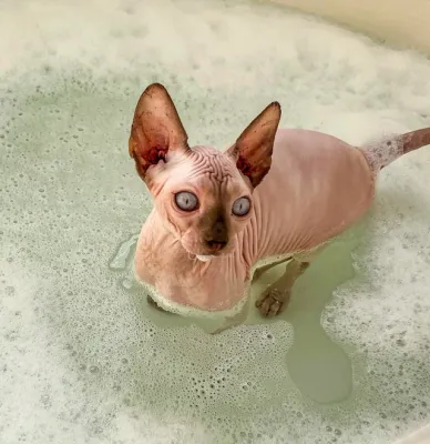 Shampoo/ Conditioner