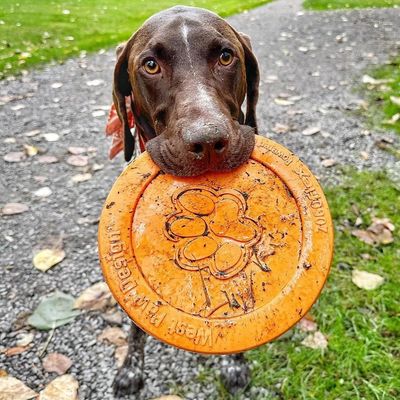 Frisbee