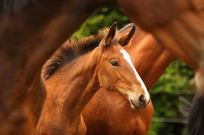 Foal care