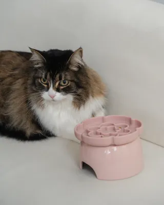 Feed bowls