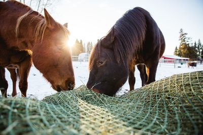Hay bags/bundles/holders