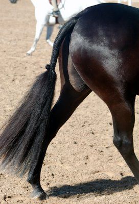 Horse Tail Extension (Competition)
