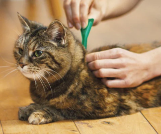 Produits Antiparasitaires