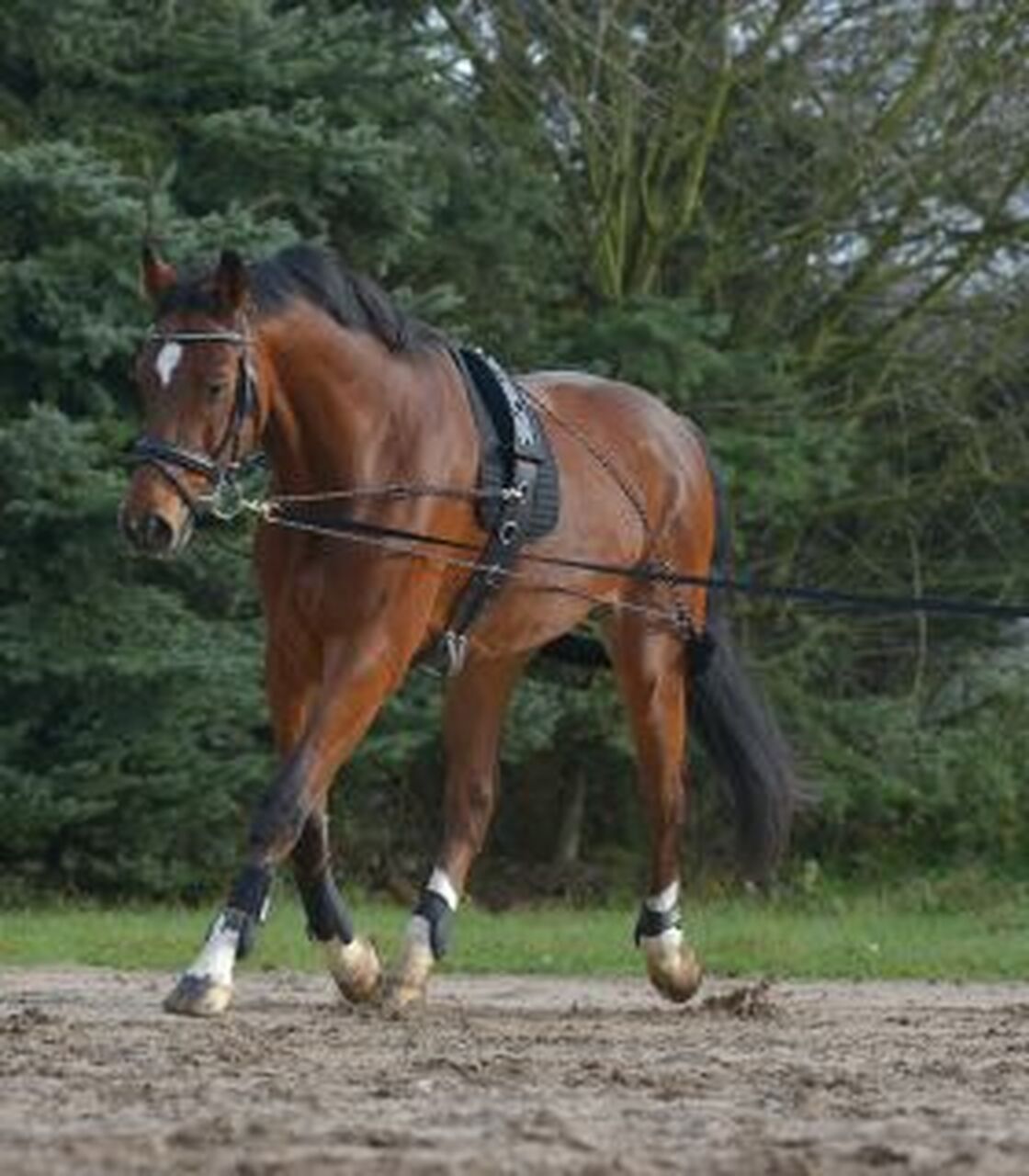 WALDHAUSEN - Lunging System Black, Color: Noir, Size: Cob/Full