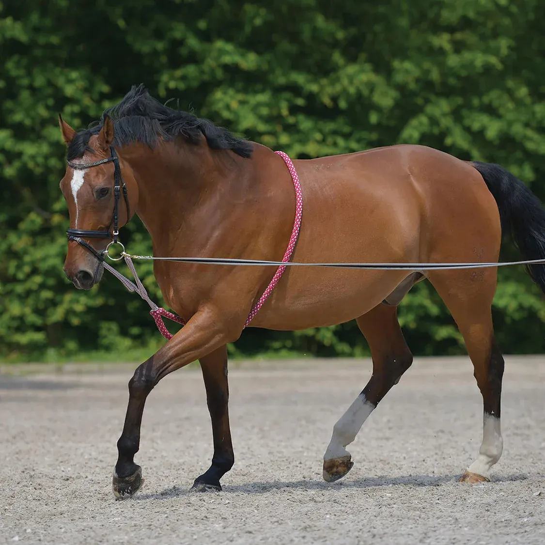 WALDHAUSEN - Rope Lunge Aid