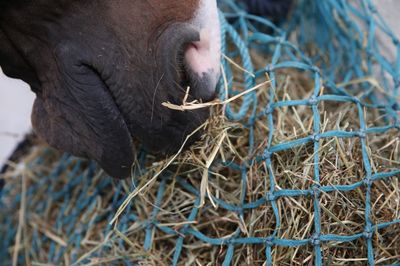 SHIRES EQUESTRIAN - Haylage Net 50''