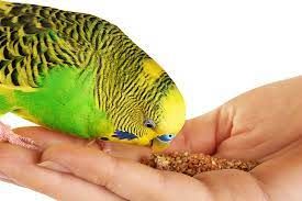 LES GRAINS DOUGLASS - Parakeet Mix BirdFeed, Size: 2.5kg