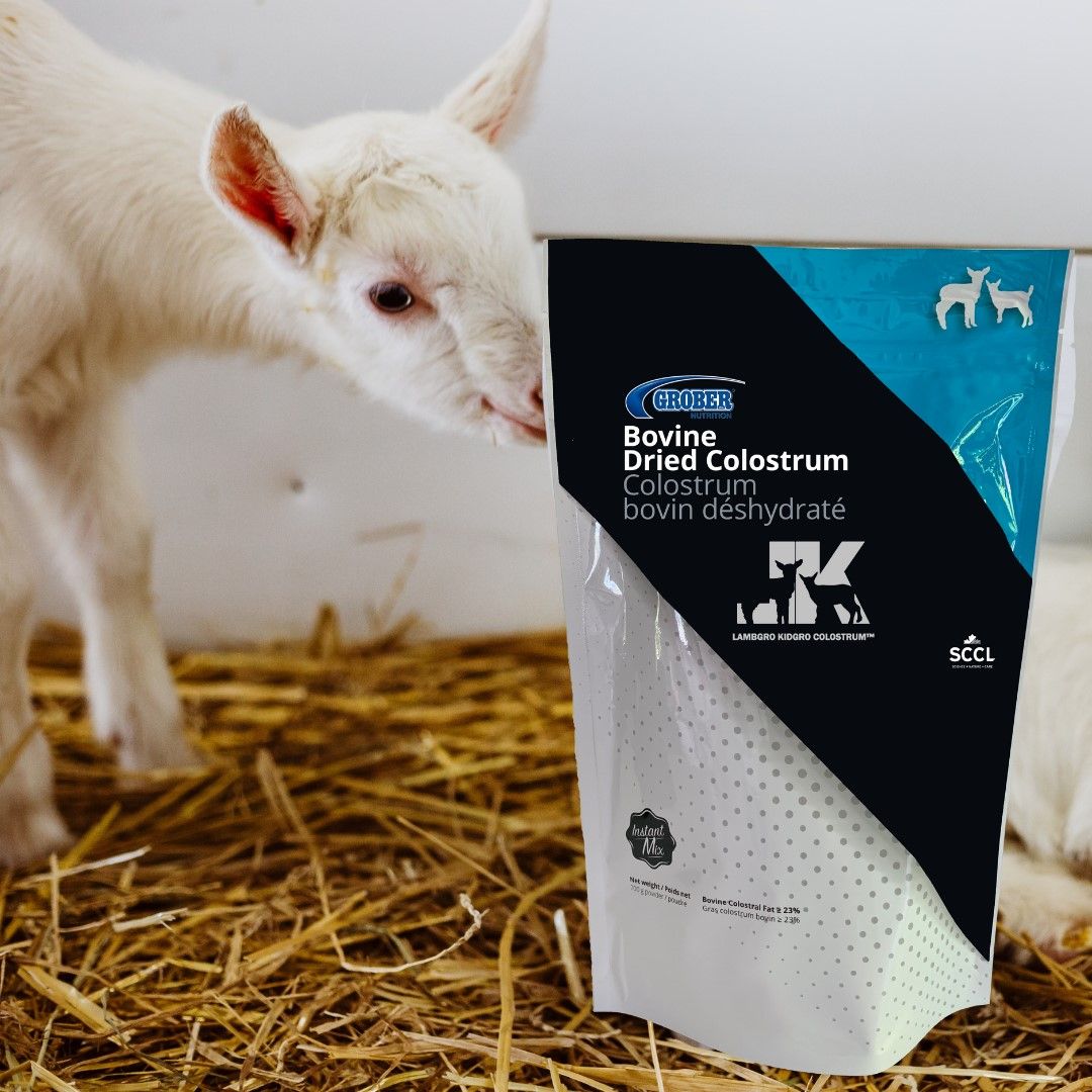 GROBER - Dehydrated colostrum for sheep/goats, Format: 700g