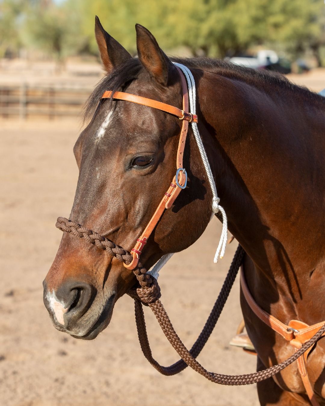 PROFESSIONAL'S CHOICE - Loping Western Hackamore, Color: Tan