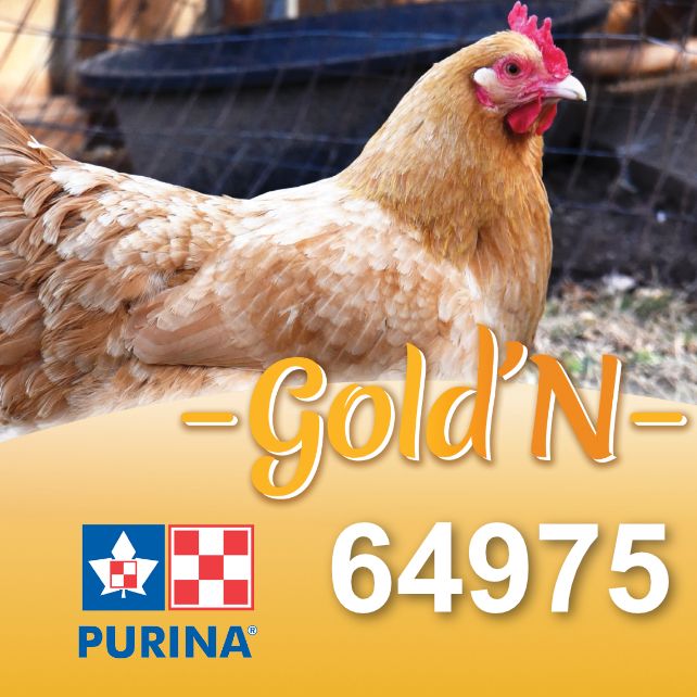 PURINA CARGILL - Gold'N Layena Feather Plus Coarse Crumble, Size: 25kg