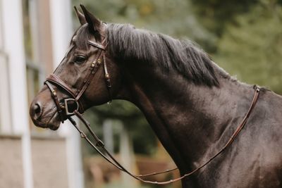 DY'ON - Anatomic Flash Noseband Bridle