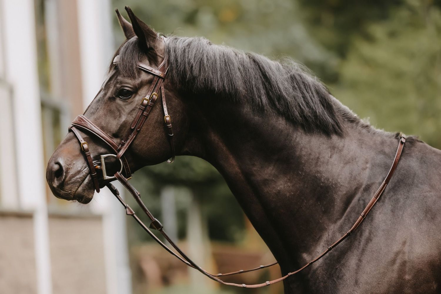 DY'ON - Anatomic Flash Noseband Bridle, Color: Brun, Size: Cob