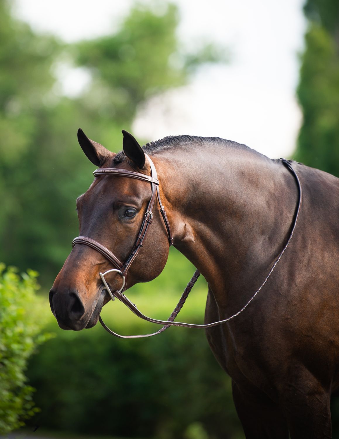 DY'ON - Hunter Collection Wide Noseband Bridle, Color: Brun, Size: Cob