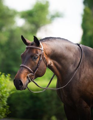 DY'ON - Hunter Collection Wide Noseband Bridle