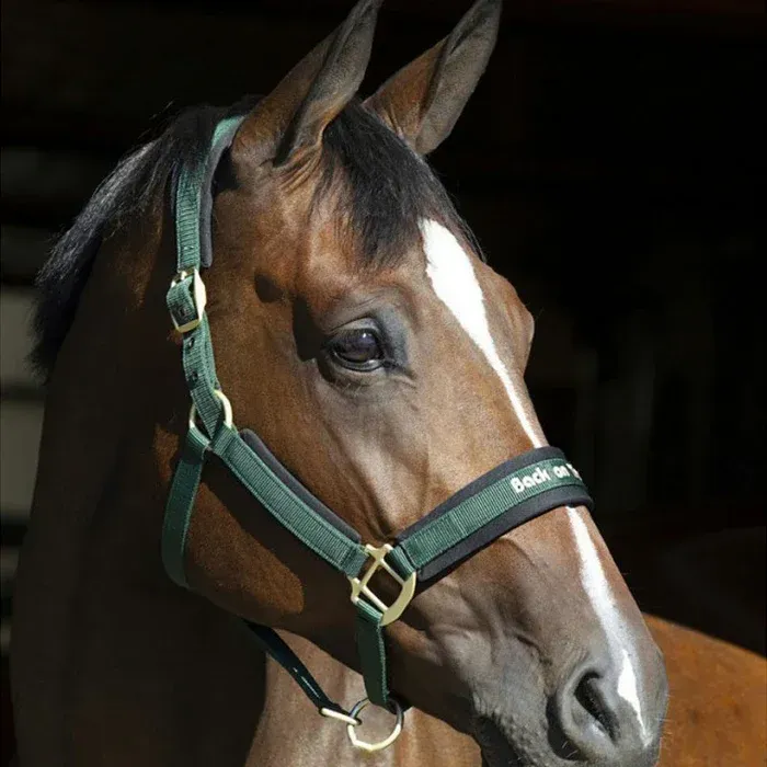 BACK ON TRACK - PP Werano Hunter Green Halter