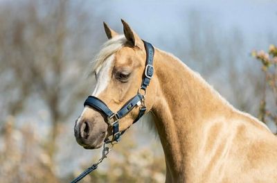 BR EQUESTRIAN - Navy Mini Horse Halter and Lead kit