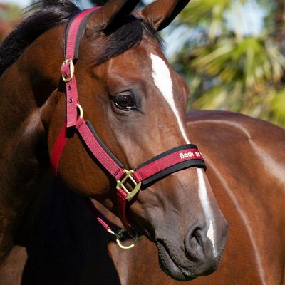 BACK ON TRACK - PP Werano Wine Red Halter