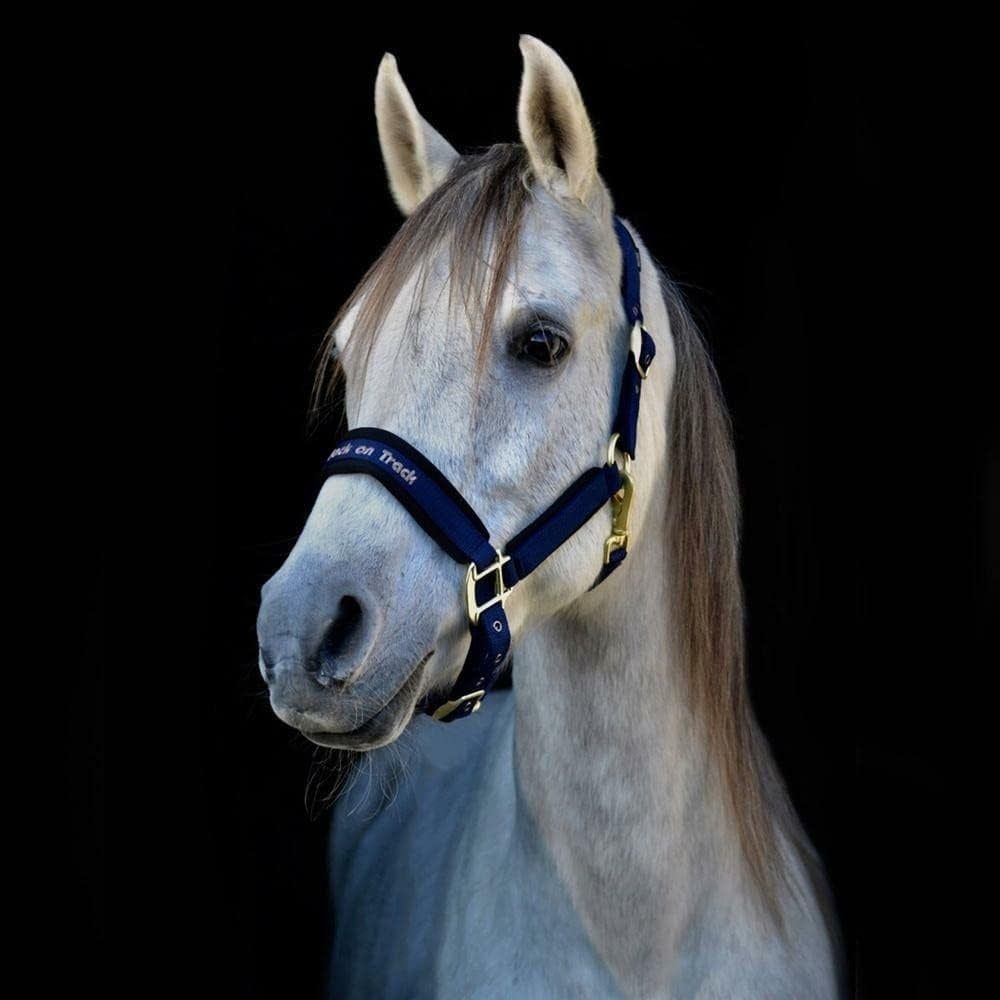 BACK ON TRACK - PP Werano Dark Navy Halter, Size: Full