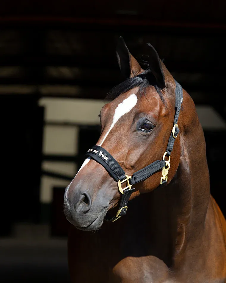 BACK ON TRACK - PP Werano Raven Black Halter, Size: Full