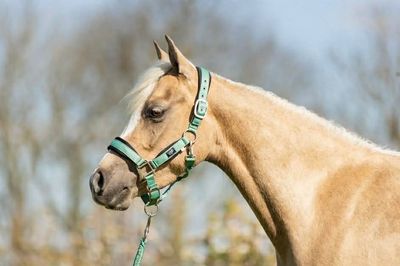 BR EQUESTRIAN - Feldspar Mini Horse Halter and Lead kit