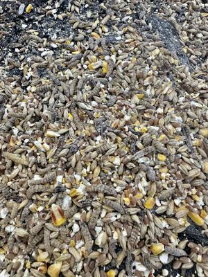 LES GRAINS DOUGLASS - Bird Treat Mix